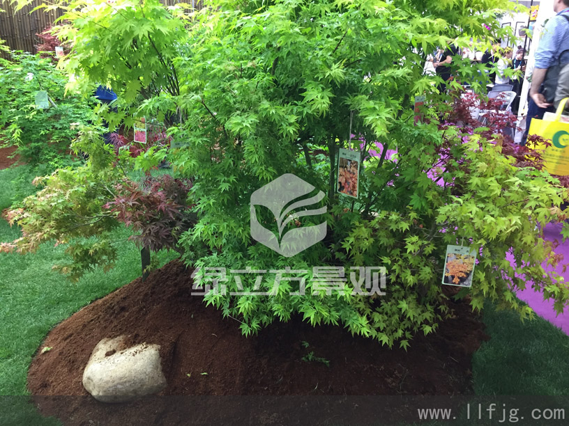 庭院植物，花园植物养护，苏州绿立方景观，花园植物设计